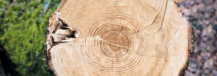 Baumstamm_mit_Ringen